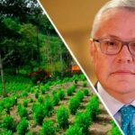 Cultivo de coca en Colombia nuevo récord: 230.000 hectáreas
