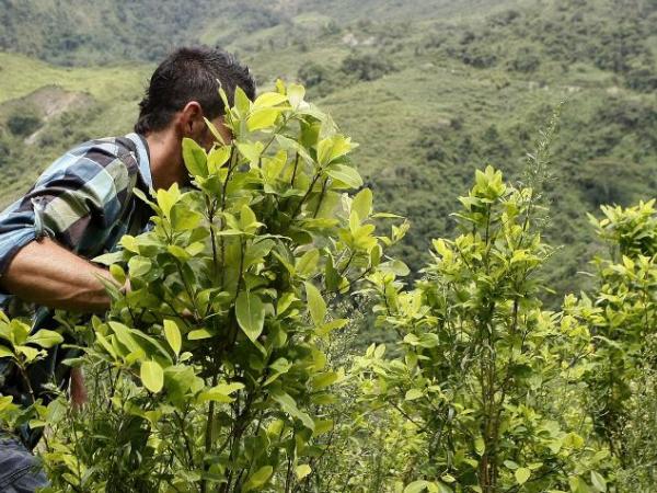 Cultivos de coca