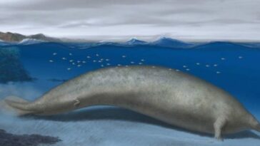 Descubren los restos de nueva especie de ballena gigante, la más grande de la historia