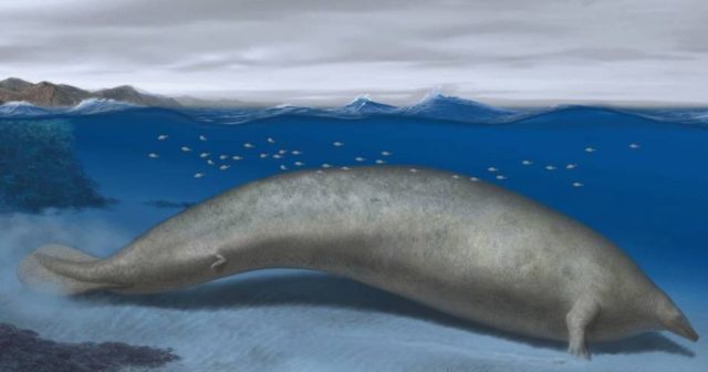 Descubren los restos de nueva especie de ballena gigante, la más grande de la historia