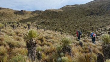 Después de más de dos décadas, se recupera el corredor vial páramo del Chili entre Pijao y Roncesvalles