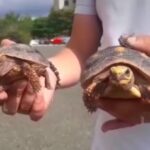 Dos tortugas que eran comercializadas por un habitante de calle en Armenia fueron recuperadas