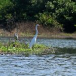 Ejército se suma a la protección de la Ciénaga Grande de Santa Marta