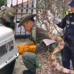 El rescate de una gigantesca boa y de un zorro cañero paralizó 2 barrios de Cali