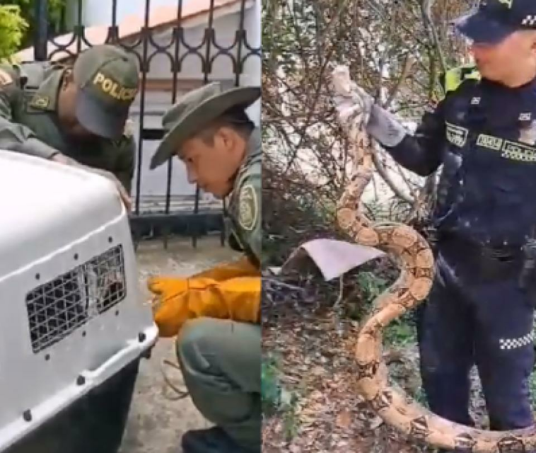 El rescate de una gigantesca boa y de un zorro cañero paralizó 2 barrios de Cali