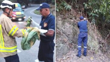 En Montenegro, el Cuerpo de Bomberos realizó el rescate de una iguana