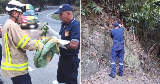 En Montenegro, el Cuerpo de Bomberos realizó el rescate de una iguana