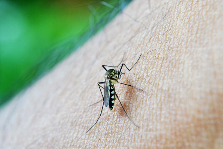 En el km 41 se confirmó un caso de dengue