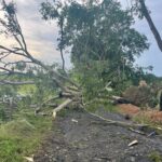 “Esto da tristeza y ganas de llorar”: En Puerto Escondido cultivos de plátanos en el suelo