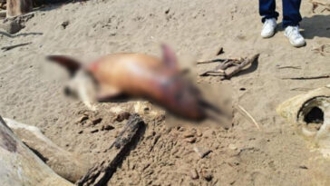 encuentran muerto a un delfín gris en las playas de Arboletes