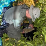 Incautados 555 kilogramos de marihuana escondidos en cargamento de plátanos