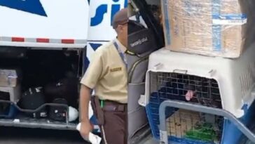 Indignante video: denuncian maltrato a perrito que sería transportado en bodega de bus