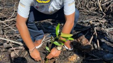 La secretaría de Agricultura y Pesca inició proceso de reforestación en la hermana isla de Providencia 