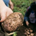 Laboratorio de papa en Venezuela busca soberanía de semillas