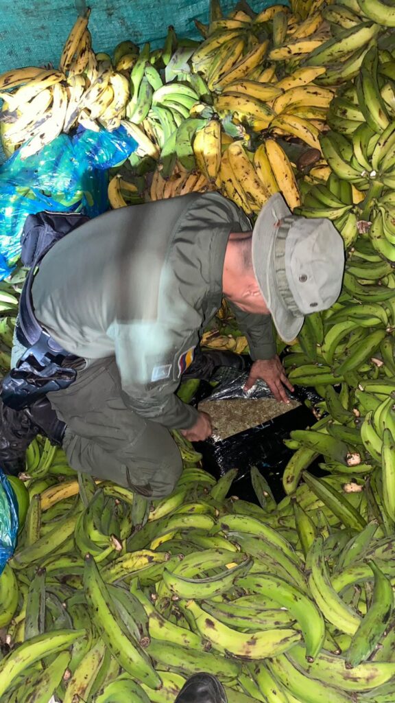 Media tonelada de marihuana fue encontrada camuflada en medio de Plátanos.