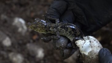 Nacieron las primeras 90 Babillas en el centro de rescate de fauna de Corpamag