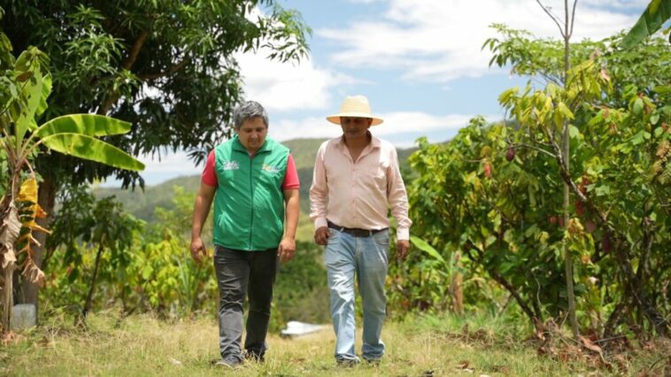 Pasaron del cultivo de cacao tradicional al orgánico y hoy venden chocolatinas en Suiza