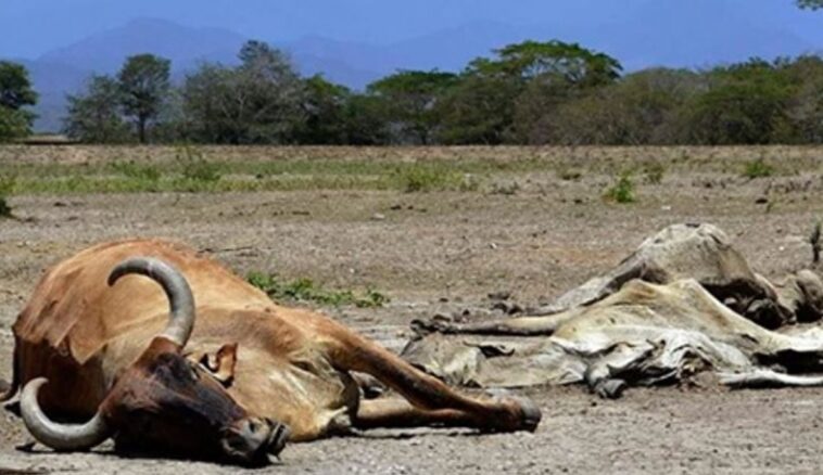 ganado muerto