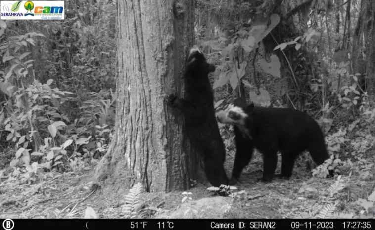 Población de oso de anteojos en el Huila aumenta