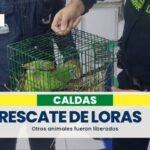 Policía y Corpocaldas rescatan tres loras y liberan otras once