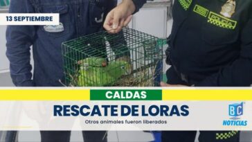 Policía y Corpocaldas rescatan tres loras y liberan otras once