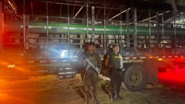 Recuperados 16 semovientes que habían sido hurtados en Támara