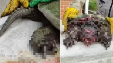 Tragedia para la fauna silvestre: una tortuga recibió más de 20 m4chet4z0s en su cuerpo