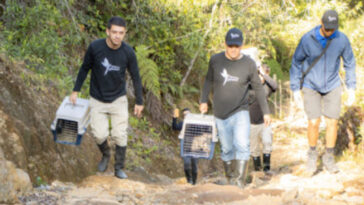 Dos zorros fueron liberados en su hábitat natural en Antioquia