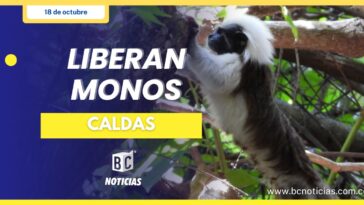 Autoridades ambientales de Caldas y Antioquia liberan titíes cabeciblancos en peligro crítico de extinción