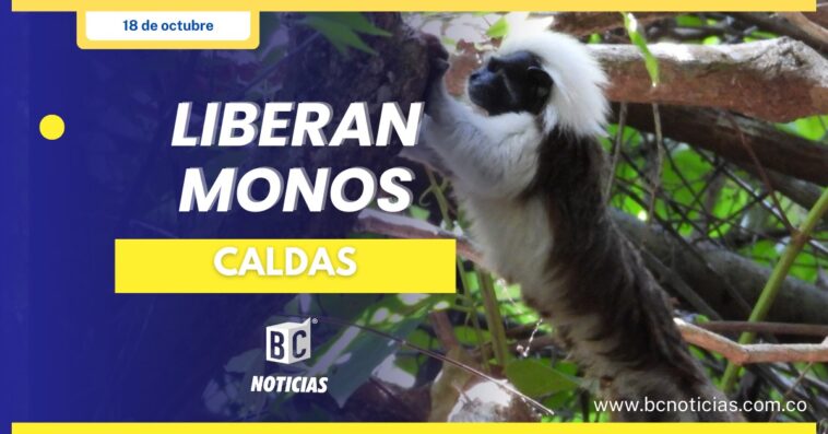 Autoridades ambientales de Caldas y Antioquia liberan titíes cabeciblancos en peligro crítico de extinción