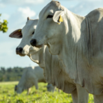 Ganado bovino en el campo