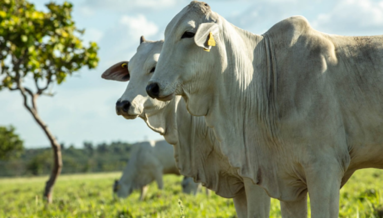 Ganado bovino en el campo