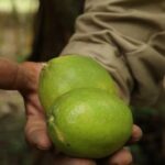 Corpoguajira firma acuerdo de cero deforestación con asociación de reforestadores y productores