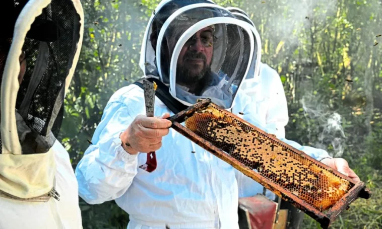 Cultivadores de cacao se la juegan por las abejas sin aguijón