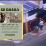 Denuncian que se robaron a Mía y Zeus de una casa en el barrio Los Laureles, en Pasto