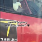 EN VIDEO: Pillan a un pato viajando en TransMilenio Un pequeño patico blanco se volvió la sensación en redes, luego de que fuera captado viajando en un bus de TransMilenio.