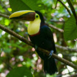 El papel vital de las aves en los ecosistemas de Risaralda según la CARDER