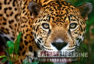 En Arauca protegerán a los jaguares