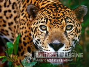 En Arauca protegerán a los jaguares