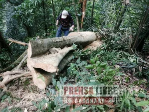 En el Meta todo árbol necesita de permiso para ser talado