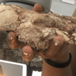 Encuentran fósil de «marsupial dientes de sable» en el desierto de La Tatacoa