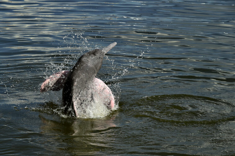 Delfines
