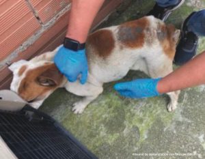 En la fotografía se observa un perro de raza bulldog en avanzado estado de desnutrición que esta siendo revisado por una persona con guantes azules.