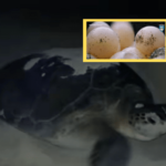 Nido de tortuga marina, especie en vía de extinción en Tumaco