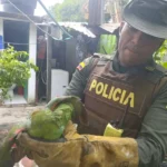 Policía rescató loros que estaban en cautiverio en zona rural de Neiva