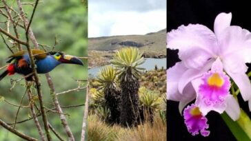 Quindío, una de las regiones más biodiversas: 3.310 especies de flora y fauna se hallan aquí
