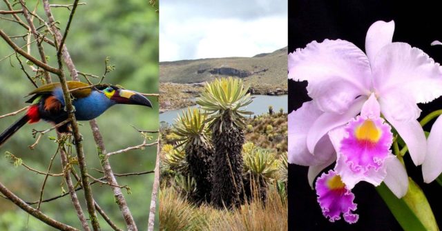 Quindío, una de las regiones más biodiversas: 3.310 especies de flora y fauna se hallan aquí