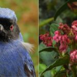 Reportan nuevas especies de flora y avistan después de más de 30 años a La Cotinga de páramo en el Quindío