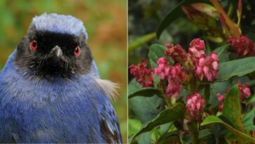 Reportan nuevas especies de flora y avistan después de más de 30 años a La Cotinga de páramo en el Quindío