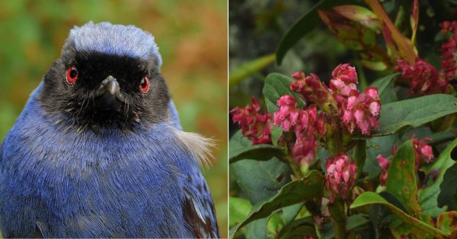 Reportan nuevas especies de flora y avistan después de más de 30 años a La Cotinga de páramo en el Quindío